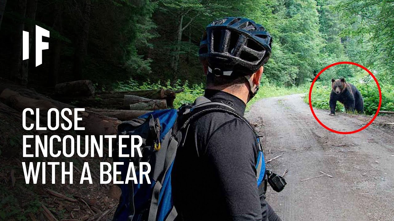 What If You Were Attacked by a Bear?