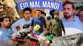 Eid mal mandi 2025 | Pashto funny video | Zindabad vines  2025