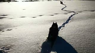 On tour in Lapland Sweden 🌞Outside in Lapland-Sweden 🇸🇪Draußen im Schnee❄️