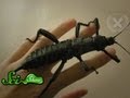 Insect Size and Oxygen Levels