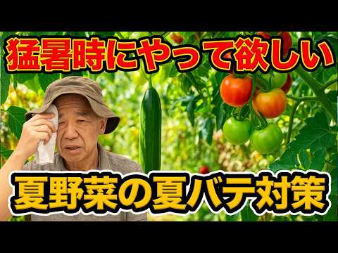 家庭菜園や農園のキュウリ栽培で猛暑を乗り越える栽培管理！長く収穫するキュウリの育て方！【農家直伝】