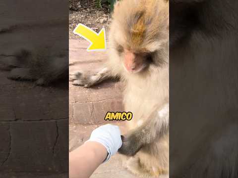 LA SUA FACCIA ALLA FINE DICE TUTTO🥺 #virale #animali