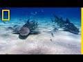 Shark Attacks on Reunion Island