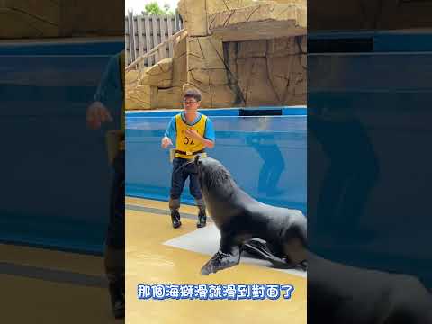 海底動物園超可愛 【 #波波星球泡泡哥哥 】 #shorts #fyp