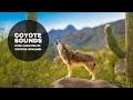 Coyote Vocalizations and Behavior