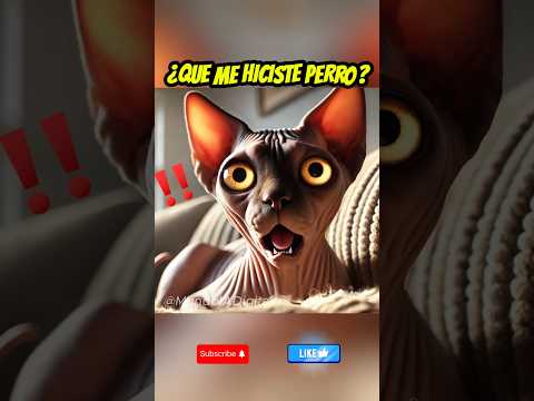 ¿Qué me hiciste perro? 🐶🐱😨#shortsviral #gatos #cat #pets #catshorts #perro #pug #dog #shampoo #pelo