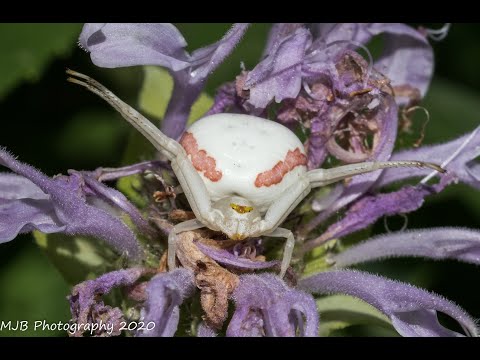 Hanging at Heckrodt: Spider vs Insect