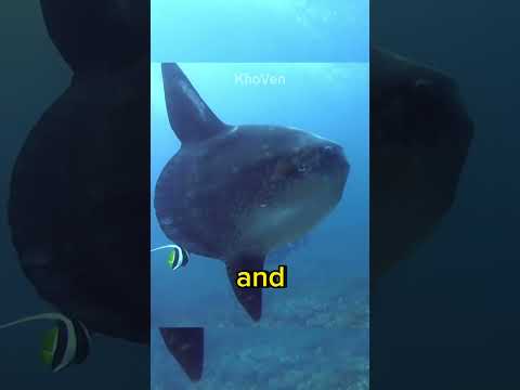 Ocean Sunfish or Mola Mola Fish #shorts