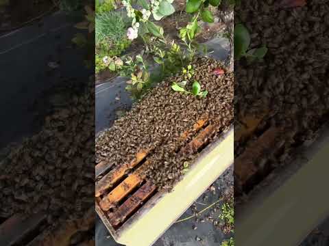 Saving A Beautiful Bee Swarm! 🐝 #shorts