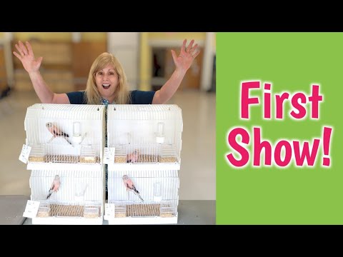 Entering my Bourke Parakeets in their First Young Bird Show!