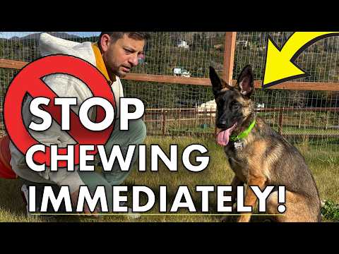 How To STOP Your Puppy Destroying Your Property BEFORE THIS VIDEO ENDS🤯