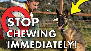 How To STOP Your Puppy Destroying Your Property BEFORE THIS VIDEO ENDS🤯