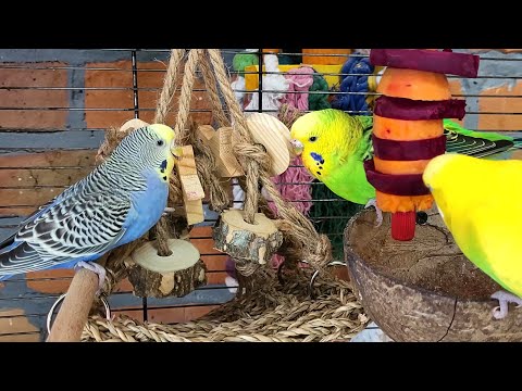 budgie sounds