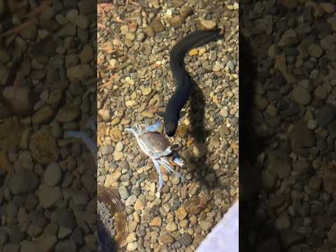 American eel vs blue crab!