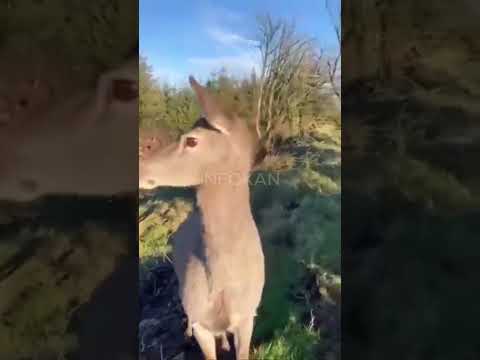 Rusa Ini Membuat Pemburu kapok #shorts #animals #trendingshorts