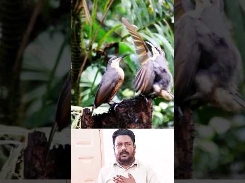 matam with birds via-satwa #hussain #matam #viral