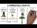 Características e Classificação das Plantas
