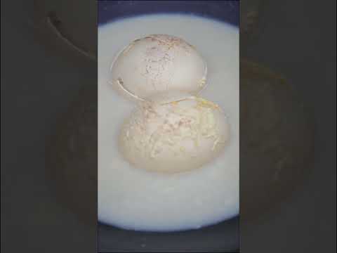 She Thought She Got Away… But the Egg’s Owner Was Watching