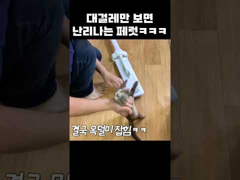 대걸레만 보면 대흥분하는 페럿ㅋㅋㅋ #shorts