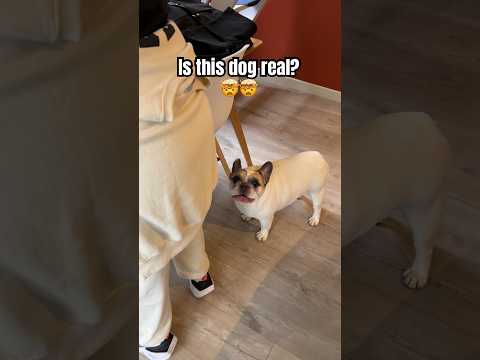 Is this dog real? #dog #funny #frenchbulldog #animals #pets