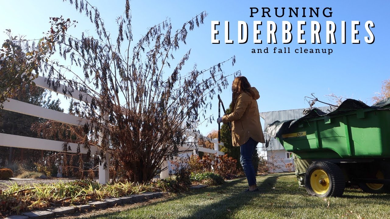Pruning My Elderberries & A Little Fall Cleanup!