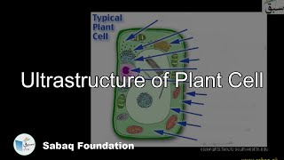Ultrastructure of Plant Cell