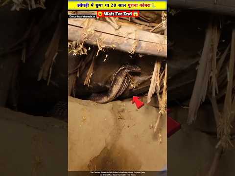 झोपड़ी में महीनों से छुपा था 20 साल पुराना कोबरा😱🐍