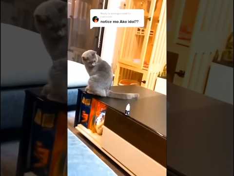 A cat that understands me