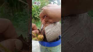 Uji coba bonsai kelapa #bonsai #bonsaikelapa #asalngoten