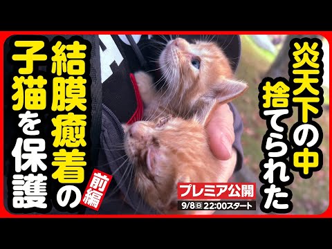 【子猫 保護】目が腫れてる...!?炎天下の中捨てられた子猫を保護しました【前編】