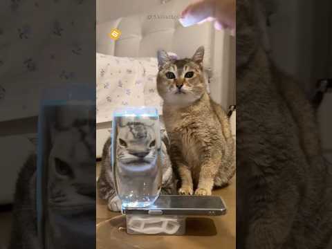 3 Arenas que tu Gato ODIA en Silencio😾🚫