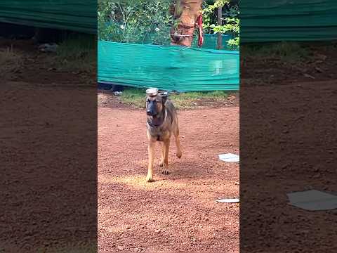 വെള്ളം കൊണ്ടുവരണോ? ഇപ്പോ കൊണ്ടുവരാം 😂 Laika #doglover #adorabledog #petlover #dogfunny