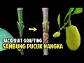 Grafting Techniques for Nangka and Cempedak