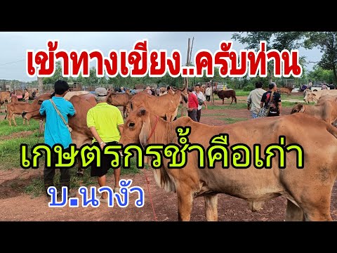 วัวเลี้ยงเวัวงามข้าสนาม วัวเนื้อเขียงสนุกเลือก ราคาวัว วัน อาทิตย์ 8 มิ.ย.68 สนามบ้านนางัว