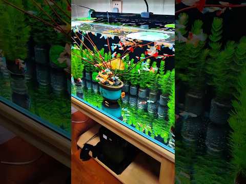 Guppy Paradise #shorts