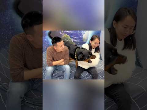 Kenapa Anjing Ini Tiba-Tiba Ngamuk?