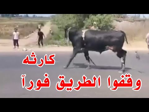 كارثه في اول أيام عيد الاضحي لازم الطريق السريع يقف فورا قولنلكم اربطوا العجول كويس اهو العجل نط