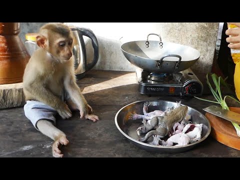 Mamoo Orderly Sit Looking M0m Cooking Frog For Dinner