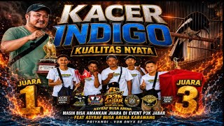 KACER INDIGO •KUALITAS NYATA•MASIH BISA AMANKAN JUARA 1 DAN 3 DI EVENT P3K FEAT ASYRAF BUSA ARENA •