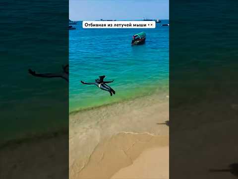 Отбивная из летучей мыши #comedoz #поцелуйпрямовсердце