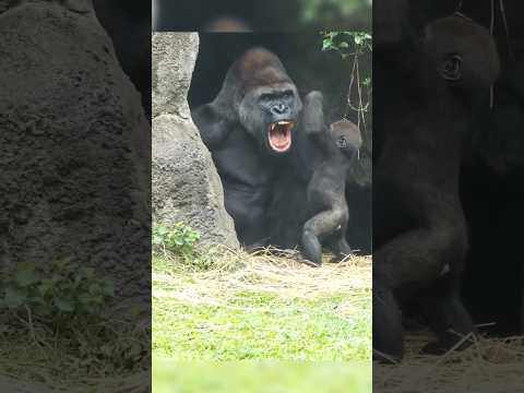 cute gorilla 🦍🐒