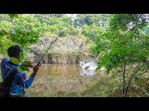 Lama Tidak Dikunjungi Hutan Rawa Ini Ternyata Banyak Ikan !!! Langsung Masak Dispot Ikannya