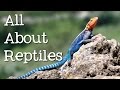 Reptiles: Characteristics and Habitats