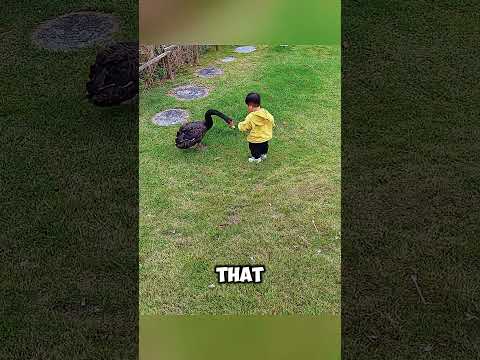 The little boy was bitten by a swan