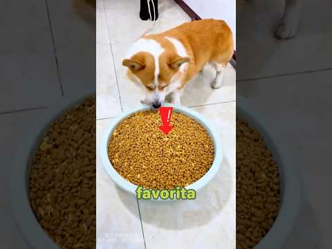 Puppy helps lonely owner.#dog