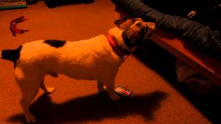 How to teach your Dog to Play Cards! Featuring Milo the Jack Russell