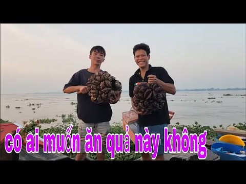 Sương Sương Món Cá Diêu Hồng Hấp Bồn Bồn Và Cảnh Câu Dính Con Cá Cóc # SĂN BẮT ĐỒNG THÁP #