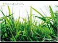Understanding Different Types of Plants