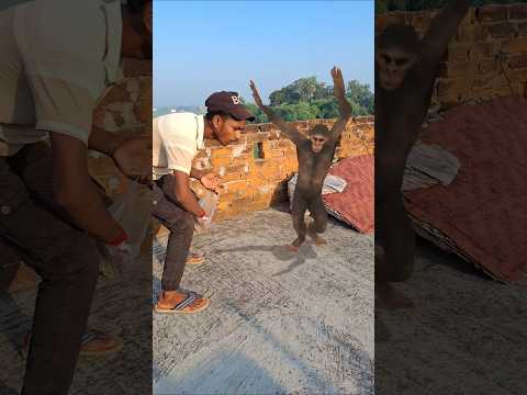 I Fed Gram  To So Many Monkey 🐒😆 #shorts #funny #viral #trending #pranks #comedy
