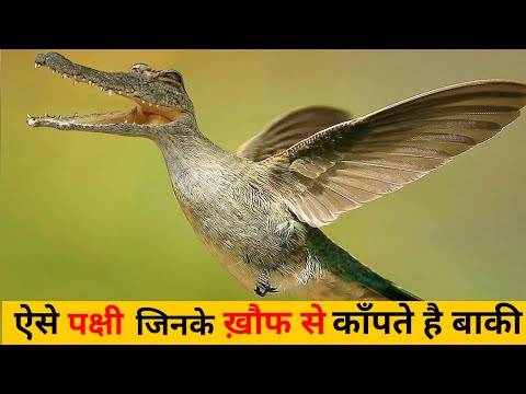 The World's Most Deadly Birds |  Nature's Winged Assassins